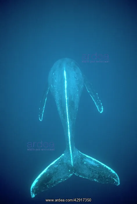 : Humpback Whale - dorsal view : Humpback Whale - dorsal view