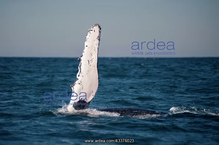 : Humpback Whale - extending forelimb with barnacles : Humpback Whale - extending forelimb with barnacles