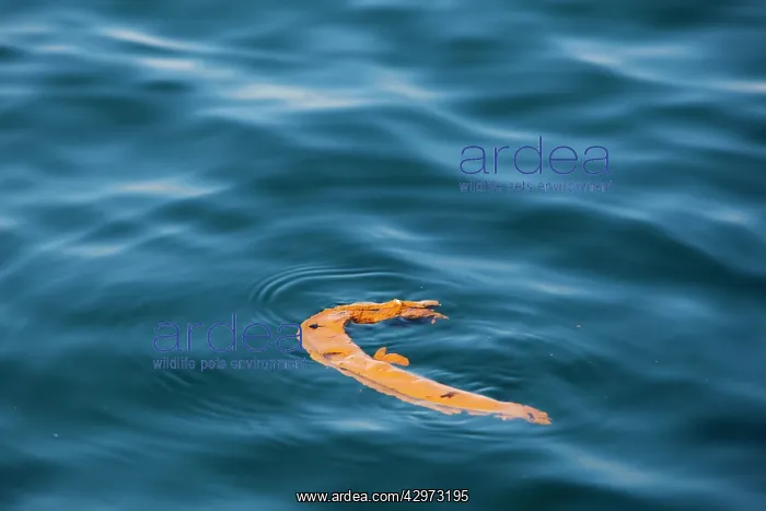 : Humpback Whale - faeces / excrement : Humpback Whale - faeces / excrement