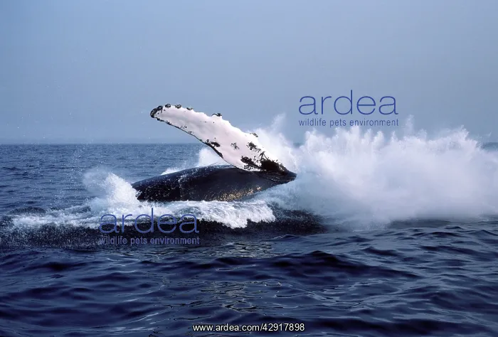 : Humpback whale - falling back into the sea at the : Humpback whale - falling back into the sea at the