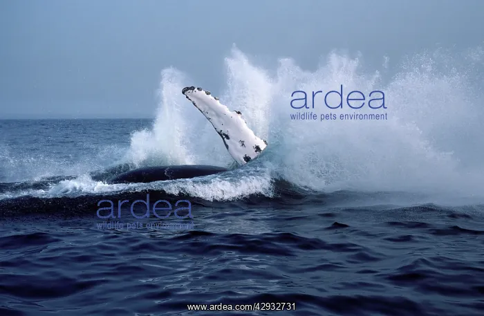 : Humpback whale - Falling back in the water at the : Humpback whale - Falling back in the water at the