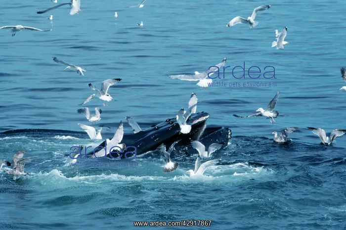 : HUMPBACK WHALE - FEEDING : HUMPBACK WHALE - FEEDING