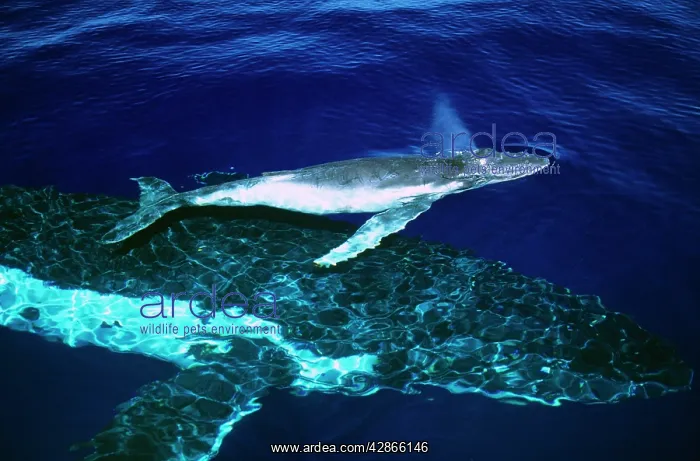 : Humpback Whale - female and her week-old calf : Humpback Whale - female and her week-old calf