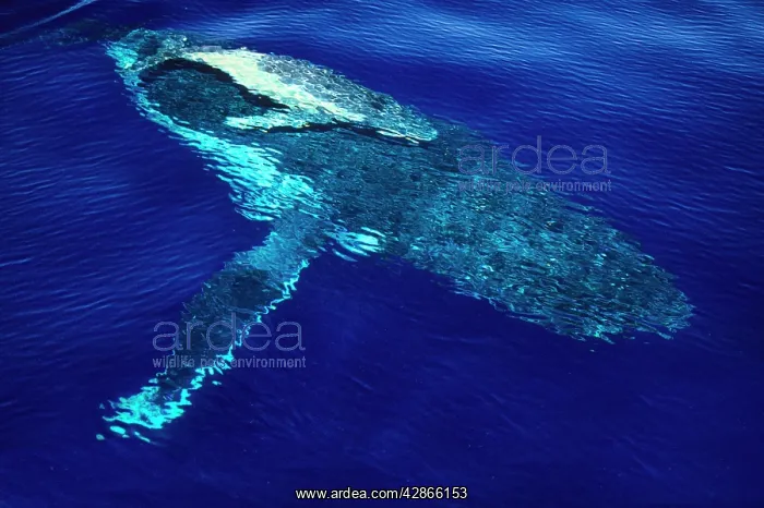: Humpback Whale - female and her week-old calf : Humpback Whale - female and her week-old calf