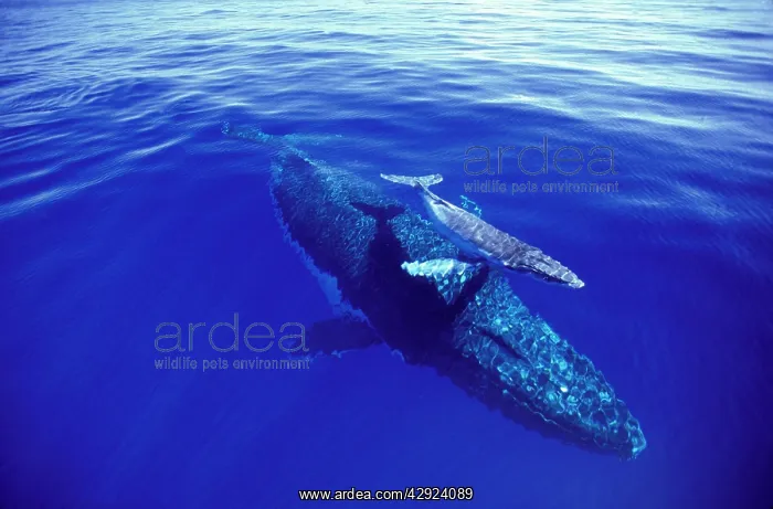 : Humpback Whale - Female & week old calf : Humpback Whale - Female & week old calf