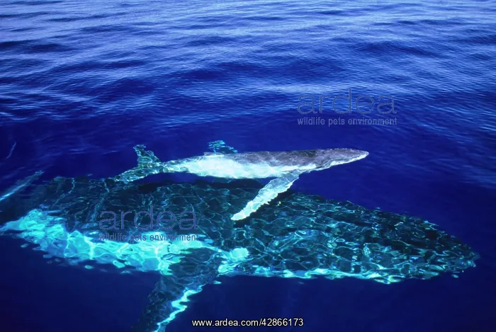 : Humpback Whale - female and her week-old calf Tonga : Humpback Whale - female and her week-old calf Tonga