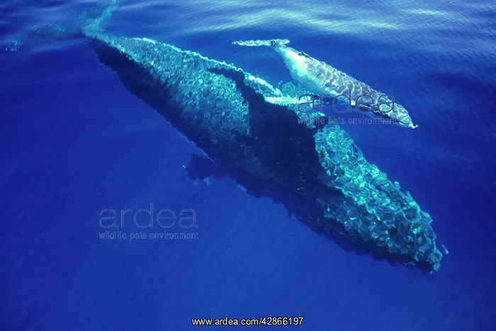 : Humpback Whale - female and her week-old calf Tonga : Humpback Whale - female and her week-old calf Tonga
