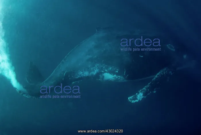 : Humpback Whale finning hard : Humpback Whale finning hard