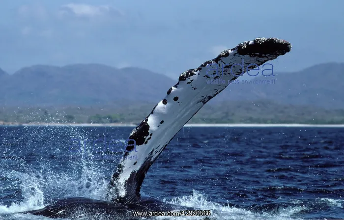 : Humpback whale - flipper-slapping : Humpback whale - flipper-slapping