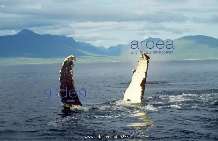 : Humpback Whale - flipper slapping : Humpback Whale - flipper slapping