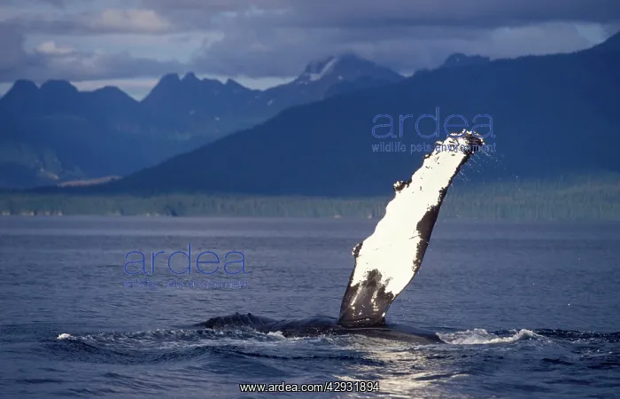 : Humpback whale - Flipper-slapping : Humpback whale - Flipper-slapping