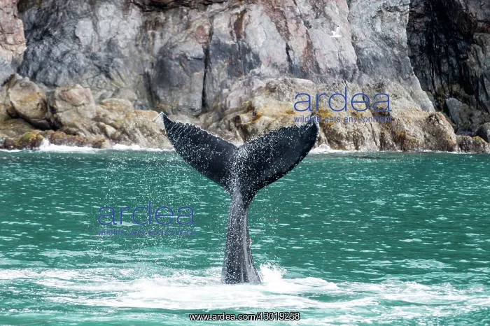  : Humpback Whale fluke