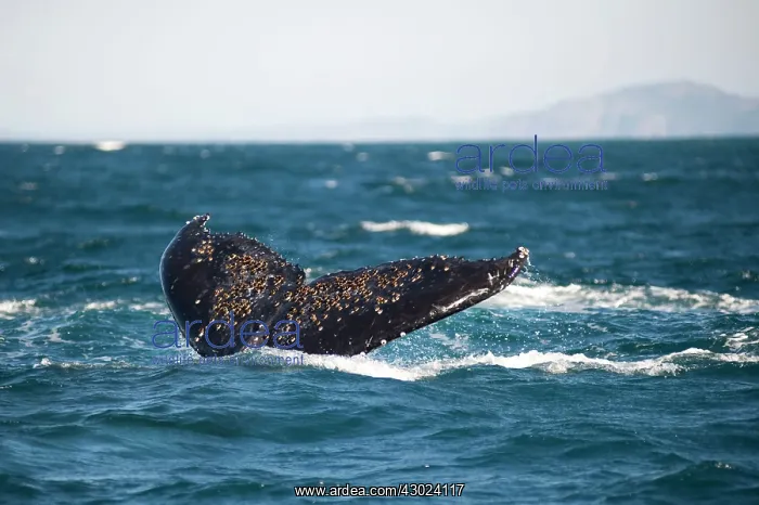 : Humpback Whale fluke (tail fin) : Humpback Whale fluke (tail fin)