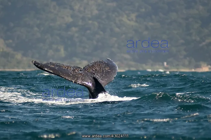  : Humpback Whale fluke (tail fin) with hills in background