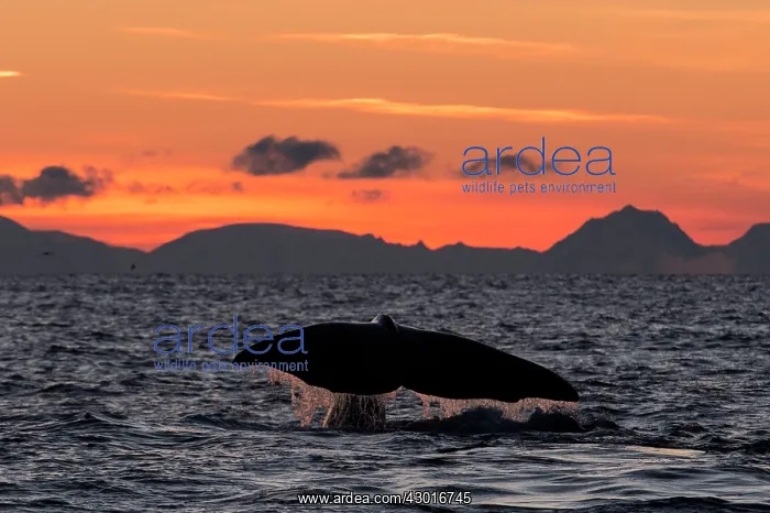 : Humpback Whale fluting at sunset : Humpback Whale fluting at sunset