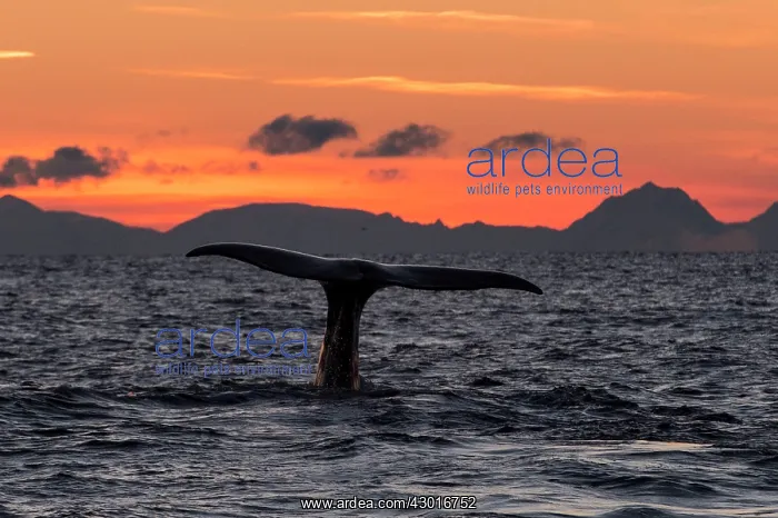  : Humpback Whale fluting at sunset