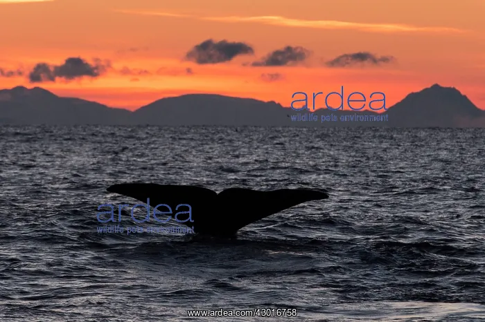 : Humpback Whale fluting at sunset : Humpback Whale fluting at sunset