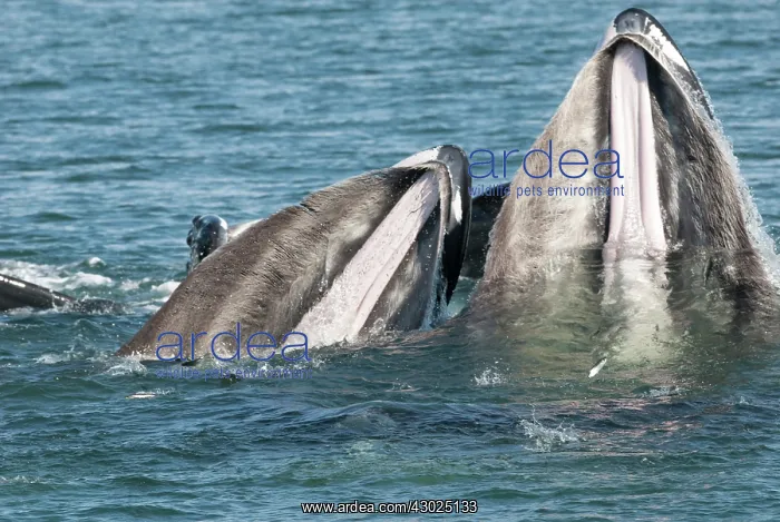 : Humpback whale HUMPBACK WHALE, Megaptera novaeangliae : Humpback whale HUMPBACK WHALE, Megaptera novaeangliae