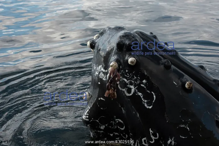 : Humpback whale humpback whale, Megaptera novaeangliae : Humpback whale humpback whale, Megaptera novaeangliae