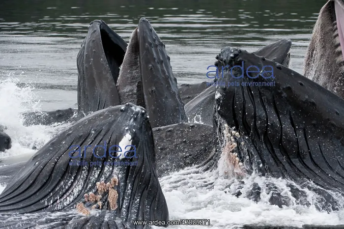 : Humpback whale HUMPBACK WHALE, Megaptera novaeangliae : Humpback whale HUMPBACK WHALE, Megaptera novaeangliae