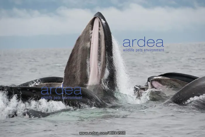 : Humpback whale HUMPBACK WHALE, Megaptera novaeangliae : Humpback whale HUMPBACK WHALE, Megaptera novaeangliae