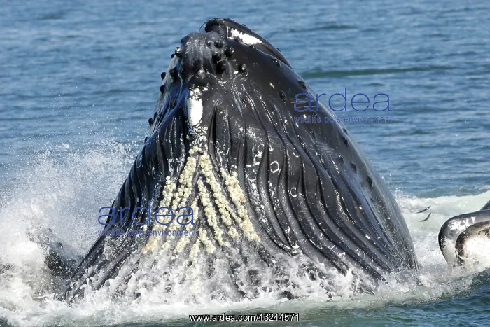: Humpback whale HUMPBACK WHALE, Megaptera novaeangliae : Humpback whale HUMPBACK WHALE, Megaptera novaeangliae