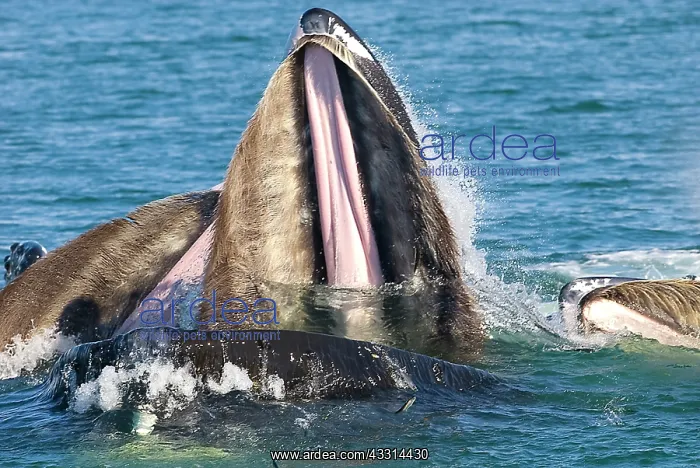 : Humpback whale HUMPBACK WHALE, Megaptera novaeangliae : Humpback whale HUMPBACK WHALE, Megaptera novaeangliae