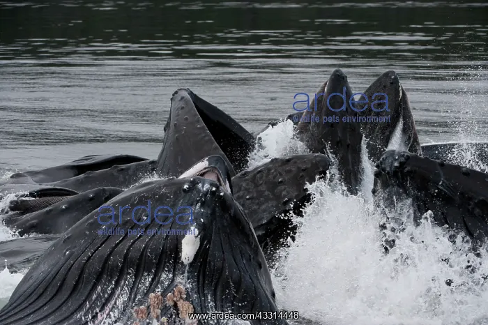: Humpback whale HUMPBACK WHALE, Megaptera novaeangliae : Humpback whale HUMPBACK WHALE, Megaptera novaeangliae