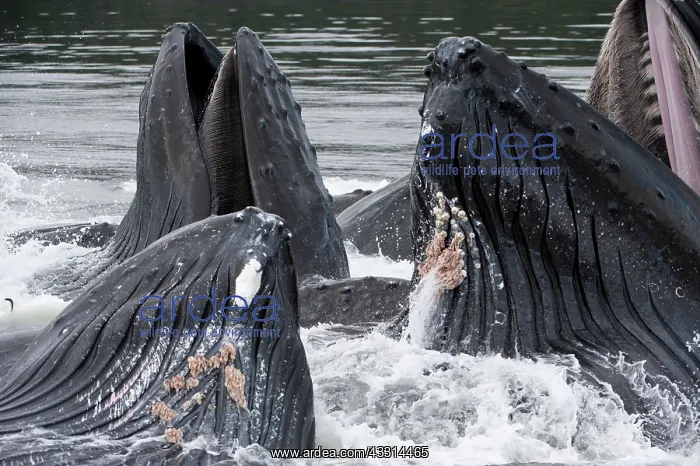 : Humpback whale HUMPBACK WHALE, Megaptera novaeangliae : Humpback whale HUMPBACK WHALE, Megaptera novaeangliae