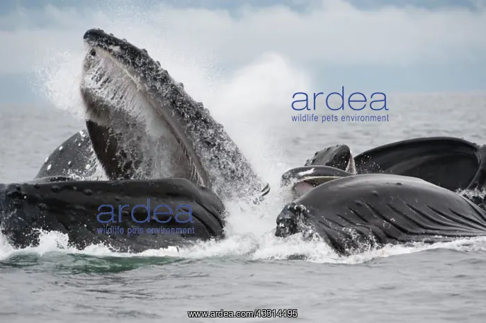 : Humpback whale HUMPBACK WHALE, Megaptera novaeangliae : Humpback whale HUMPBACK WHALE, Megaptera novaeangliae