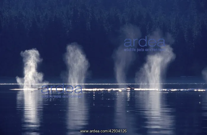 : Humpback whale - Several humpbacks blowing; early morning : Humpback whale - Several humpbacks blowing; early morning