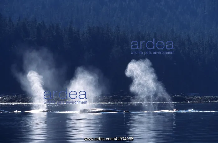 : Humpback whale - several humpbacks blowing; early morning : Humpback whale - several humpbacks blowing; early morning