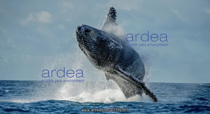  : Humpback whale jumps out of the water. Beautiful