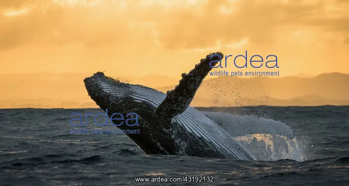 : Humpback whale jumps out of the water. Beautiful : Humpback whale jumps out of the water. Beautiful
