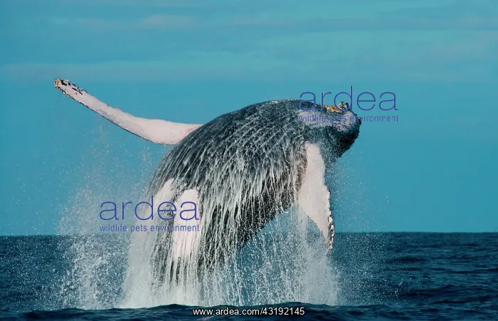 : Humpback whale jumps out of the water. Beautiful : Humpback whale jumps out of the water. Beautiful
