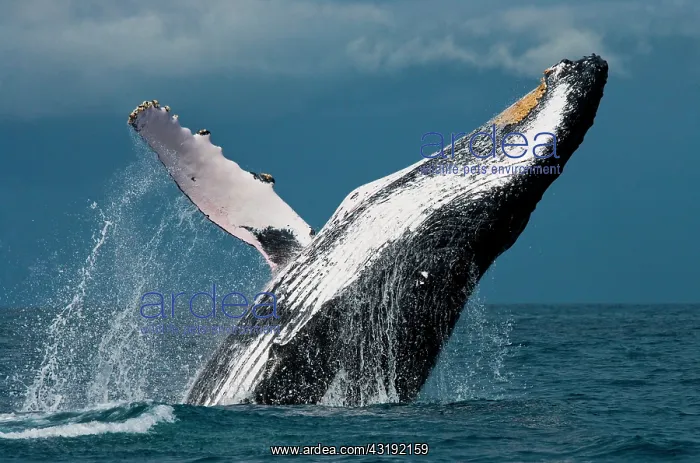 : Humpback whale jumps out of the water. Beautiful : Humpback whale jumps out of the water. Beautiful