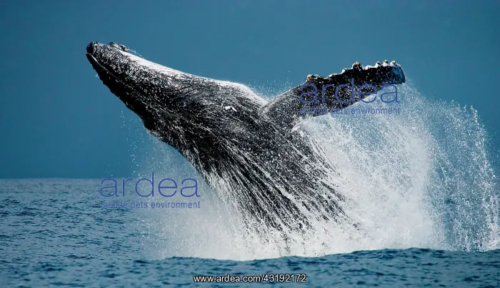 : Humpback whale jumps out of the water. Beautiful : Humpback whale jumps out of the water. Beautiful