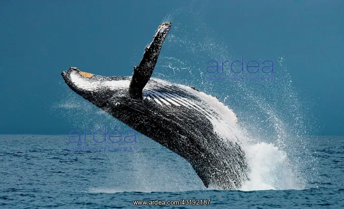 : Humpback whale jumps out of the water. Beautiful : Humpback whale jumps out of the water. Beautiful