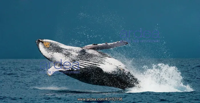 : Humpback whale jumps out of the water. Beautiful : Humpback whale jumps out of the water. Beautiful