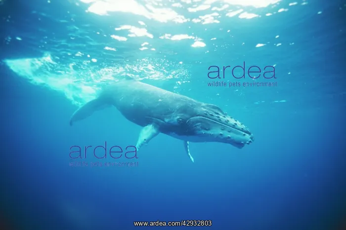 : Humpback WHALE - juvenile : Humpback WHALE - juvenile