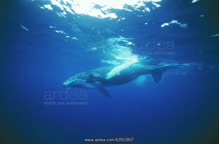 : Humpback WHALE - juvenile : Humpback WHALE - juvenile