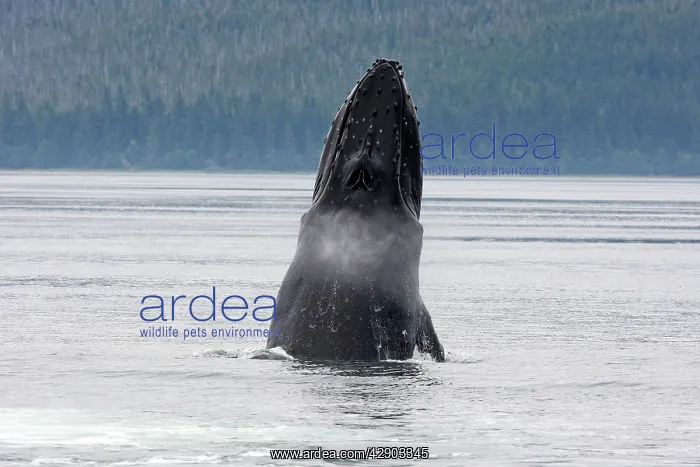 : Humpback Whale - lunge feeding : Humpback Whale - lunge feeding
