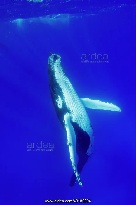 : Humpback whale (Megaptear novaeangliae) under the : Humpback whale (Megaptear novaeangliae) under the