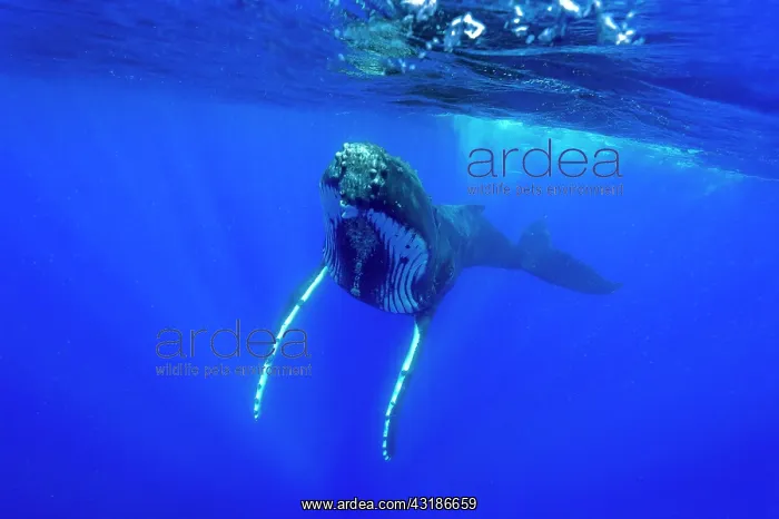 : Humpback whale (Megaptear novaeangliae) under the : Humpback whale (Megaptear novaeangliae) under the