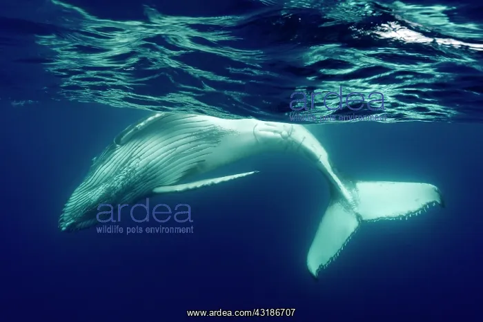 : Humpback whale (Megaptear novaeangliae) under the : Humpback whale (Megaptear novaeangliae) under the