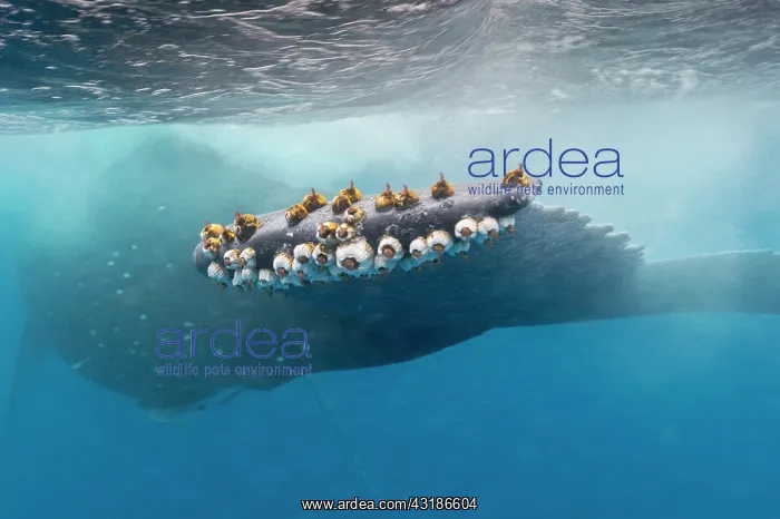 : Humpback whale (Megaptear novaeangliae) Barnacles : Humpback whale (Megaptear novaeangliae) Barnacles
