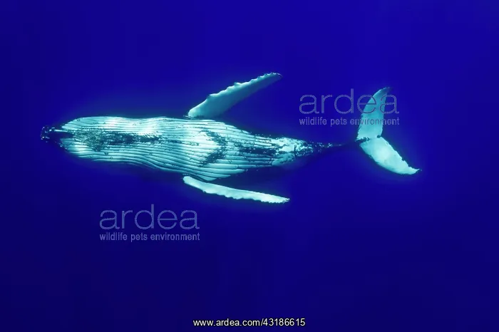 : Humpback whale (Megaptear novaeangliae), Kingdom : Humpback whale (Megaptear novaeangliae), Kingdom