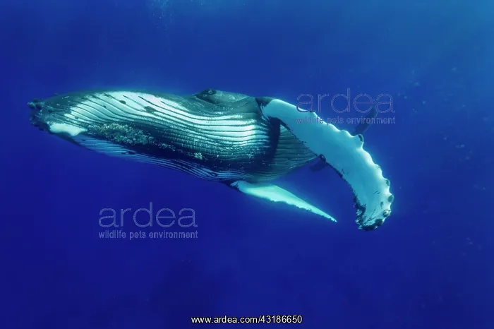 : Humpback whale (Megaptear novaeangliae), Kingdom : Humpback whale (Megaptear novaeangliae), Kingdom