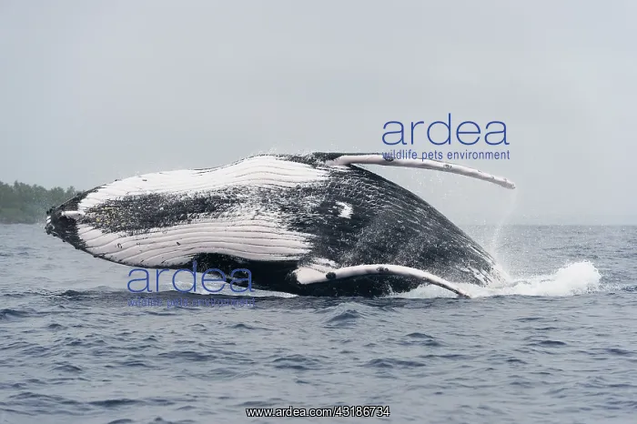 : Humpback whale (Megaptear novaeangliae) leaping : Humpback whale (Megaptear novaeangliae) leaping