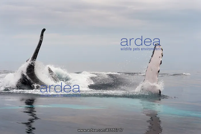: Humpback whale (Megaptear novaeangliae) at the surface : Humpback whale (Megaptear novaeangliae) at the surface